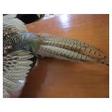 Ringneck Pheasant Mount