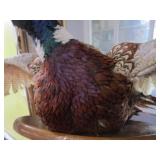 Ringneck Pheasant Mount