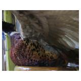 Ringneck Pheasant Mount