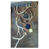 2- Deer Mounts and 1 Set of Horns
