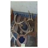 2- Deer Mounts and 1 Set of Horns