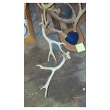2- Deer Mounts and 1 Set of Horns