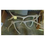 Set of Large Antlers