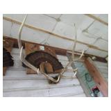 Elk horn mount...