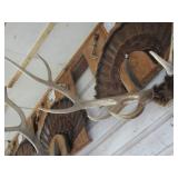 Elk horn mount...