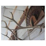 Elk horn mount...