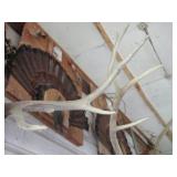 Elk horn mount...