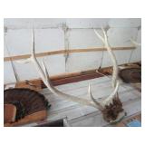 Elk horn mount...