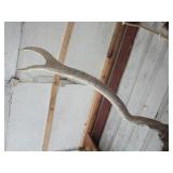 Elk horn mount...