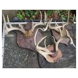 Three sets horns, mounted...