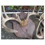 Three sets horns, mounted...