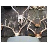 Four sets of horns...