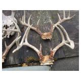 Four sets of horns...