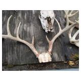 Four sets of horns...