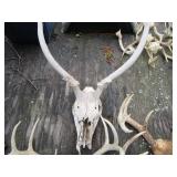 Four sets of horns...