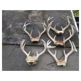 Five sets of horns...