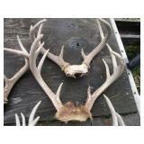 Five sets of horns...