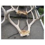 Five sets of horns...