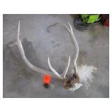 Elk horn mount...