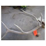 Elk horn mount...