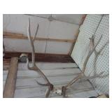 Horns: four set with elk, ram, whit...