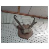 Horns: four set with elk, ram, whit...