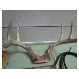 Horns: four set with elk, ram, whit...