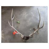 Elk horn mount...