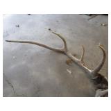 Elk horn mount...