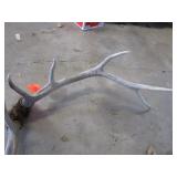 Elk horn mount...