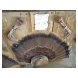 Turkey feather mounts, claws & bear...