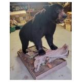 BEAR MOUNT