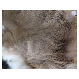 DEER SKIN / HIDE