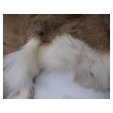 DEER SKIN / HIDE