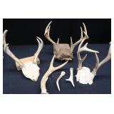 ASSORTED DEER ANTLERS