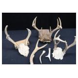 ASSORTED DEER ANTLERS