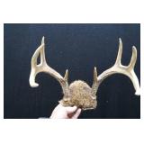 ASSORTED DEER ANTLERS