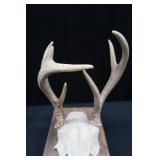 ASSORTED DEER ANTLERS