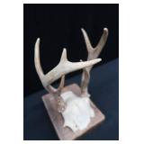 ASSORTED DEER ANTLERS