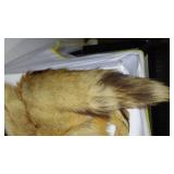 Full Fox Pelt