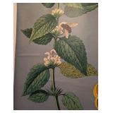 Vintage Botanical School Chart of White Nettle by Jung Koch & Quentell