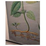 Vintage Botanical School Chart of White Nettle by Jung Koch & Quentell