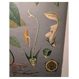 Vintage Botanical School Chart of White Nettle by Jung Koch & Quentell