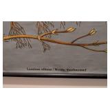 Vintage Botanical School Chart of White Nettle by Jung Koch & Quentell