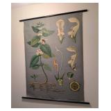 Vintage Botanical School Chart of White Nettle by Jung Koch & Quentell