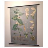 Vintage Botanical School Chart of White Nettle by Jung Koch & Quentell