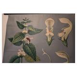 Vintage Botanical School Chart of White Nettle by Jung Koch & Quentell