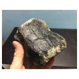 Primitive Whale Vertebrae