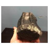 Primitive Whale Vertebrae