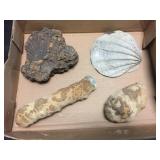 4 Fossils